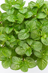 Fresh green spices isolated on white background, top view.