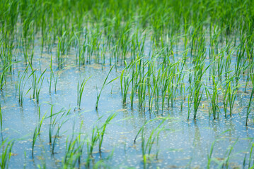Close up rice sprouts growing field