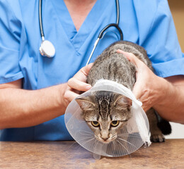 Veterinarian putting cone of shame on tabby cat