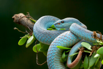 The white-lipped island pit viper on tree branch