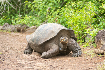 large giant tortoises, with their enormous size native and unique to the galapagos islands in freedom among the rocks and wild vegetation