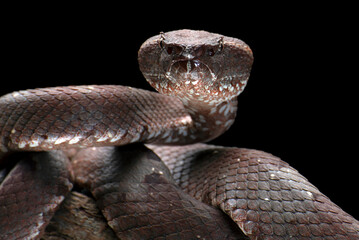 Flat nose pit viper in black background
