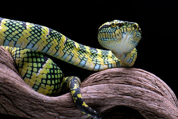 The Wagler's Pit Viper in black background