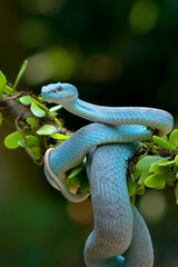 The white-lipped island pit viper on tree branch