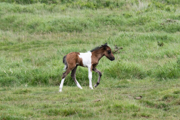 Fototapeta na wymiar dartmoor foal, new born walking . Born and White.
