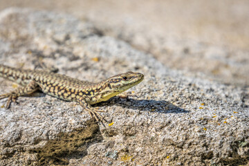 lézard en gros plan sur un rocher