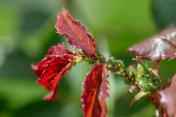 Green aphids on a bud. aphid colony on rose buds, garden pest.