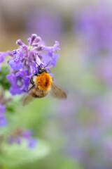 A bumblebee feeding on Fireweed flowers