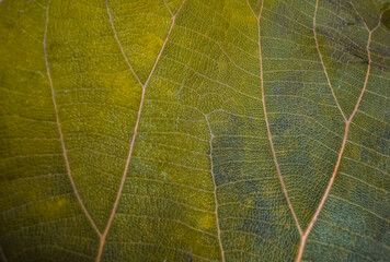 green leaf texture