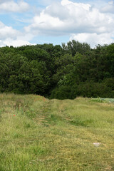 Fototapeta premium Dirt track through a walking route in the countryside with long grass and a woods
