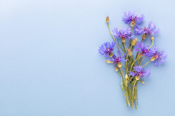 Alternative Medicine. Centaurea cyanus, Cornflower Herb capsule, Nutritional Supplement. - obrazy, fototapety, plakaty