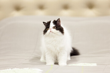 Fototapeta na wymiar persian kitten funny pets