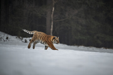 Siberian Tiger running in snow. Beautiful, dynamic and powerful photo of this majestic animal. Set in environment typical for this amazing animal. Birches and meadows