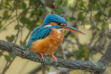 Cute Kingfisher, male Blued-eared Kingfisher (Alcedo meninting) sitting on a branch