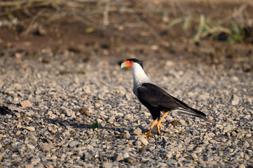 Northern Crested Caracara (Caracara cheriway) perched, Texas, USA