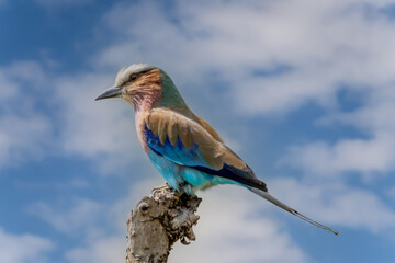 Lilac-breasted roller on dead stump turning head