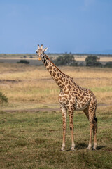 Naklejka na ściany i meble Giraffe in front Amboseli national park Kenya masai mara.(Giraffa reticulata) sunset.