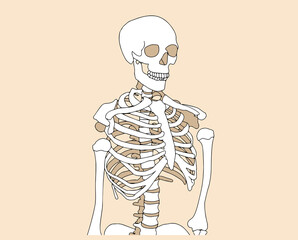 Fototapeta na wymiar Human skeleton posing isolated over background vector illustration