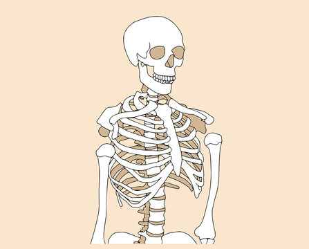 Human skeleton posing isolated over background vector illustration