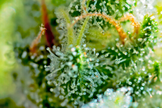 Cannabis - Royal Gorilla Strain - Extreme Macro