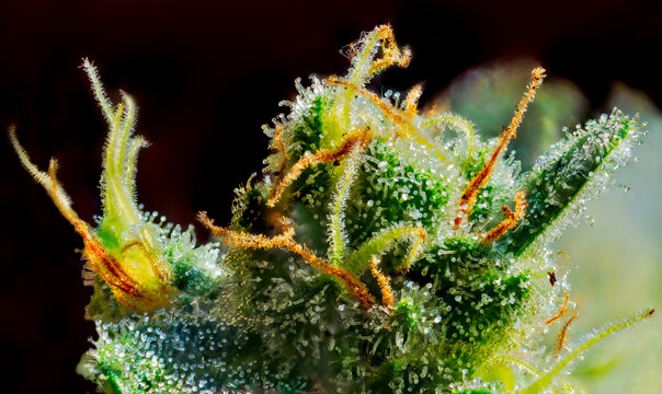 Cannabis - Royal Gorilla Strain - Extreme Macro