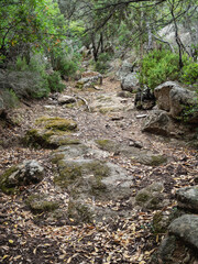 dry stream in the woods