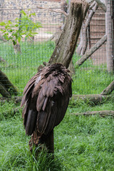 Cinereous Vulture, Aegypius monachus. Close up foto of Cinereous Vulture. Foto taken in wild habitat.