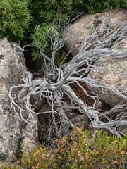 a branch of dry bush between the rocks 