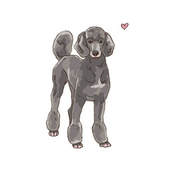 standard gray poodle standing on a white background.
Realistic hand drawn pet. illustration Pedigree Dogs