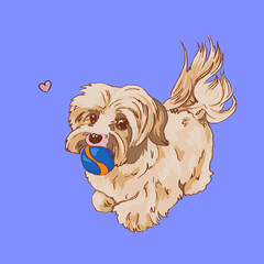 Havanese Bichon Dog with a ball in his mouth. white beige lapdog. illustration of small tamed dogs. Realistic hand drawn pet