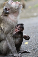 baby monkey still being carried by its mother 