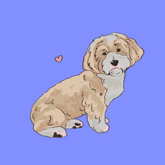 Havanese Bichon Dog sitting with a heart. white beige lap dog. illustration small tame dogs. Realistic hand drawn pet. 