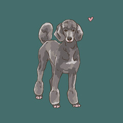 standard gray poodle standing on a green background.
Realistic hand drawn pet. illustration Pedigree Dogs