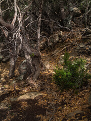 dead tree in the woods