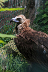 Cinereous Vulture, Aegypius monachus. Close up foto of Cinereous Vulture. Foto taken in wild habitat.