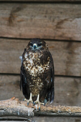 Banner format photo of a Common Buzzard Buteo buteo . Buzzard, Buteo buteo , perched on his perch