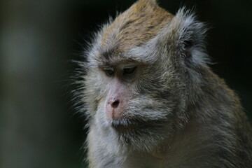 Javanese monkeys are mammals