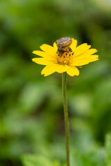 Macro image of a small snail on a yellow flower. spring freshness