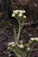Blooming yellow flower butterbur Petasites spurius, growing in a botanical garden, Lithuania