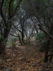 footpath in the woods