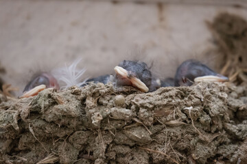 Obraz premium Nido de golondrinas con crías