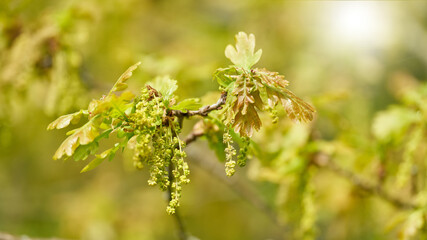Young leaves and inflorescence of a pedunculate oak, Quercus robur in a park backlit in sunshine - 514253251