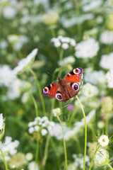 Butterfly on a white flower