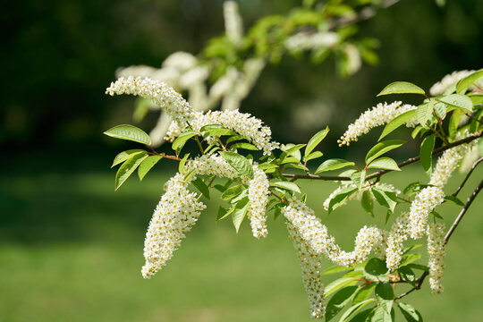 Inflorescence of a Felsenkirsche, bird cherry tree, Prunus padus in a Park in the springtime