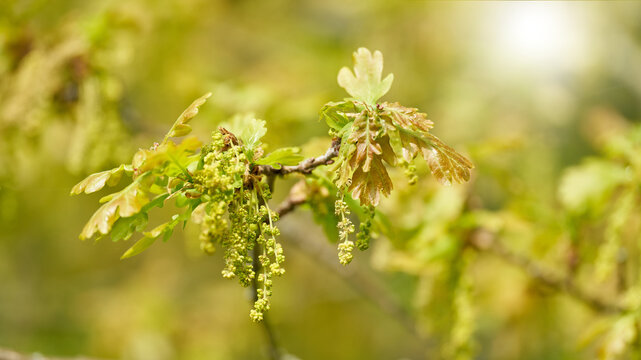 Young leaves and inflorescence of a pedunculate oak, Quercus robur in a park backlit in sunshine