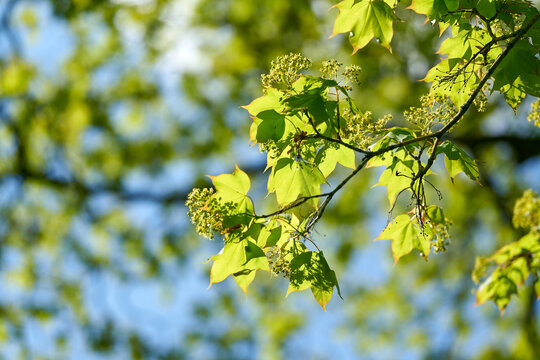 in Europe rare Cappadocian maple, Acer cappadocicum with inflorescence and young leaves in a park in springtime