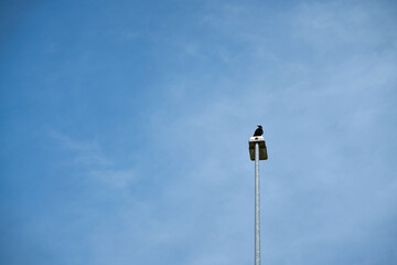 Crow on a lantern. Style of minimalism. Next to it place for text.