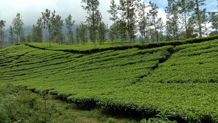 Fototapeta na wymiar View of the tea garden with the dominant green color