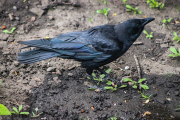 crow on the ground