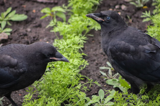 2 Young Crows with blue eyes in a garden looking for worms 